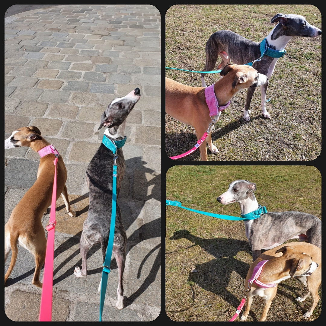 Hundehalsband Lederhalsband Paracord Zugstopp-Halsband Martingale Hundeleine Leine Lederleine Fettlederleine breites Halsband Klickverschluss Rollschnalle Ersatzbezug Flocke Hundebett Cosybed Hyggebed Donut Hundebett Flocke hundeschlafsack Hundedecke Hund Hunde Windhund luxus elegant exklusiv bequem handmade in Deutschland NRW gepolstert Softshell Brokat Dackel Dalmatiner Rhodesian Ridgeback Vizla Podenco Galgo Jagdhund Terrier Bulldogge OEB Frenchie Saluki Barsoi Labrador Cocker Spaniel glitzer Kundenfoto