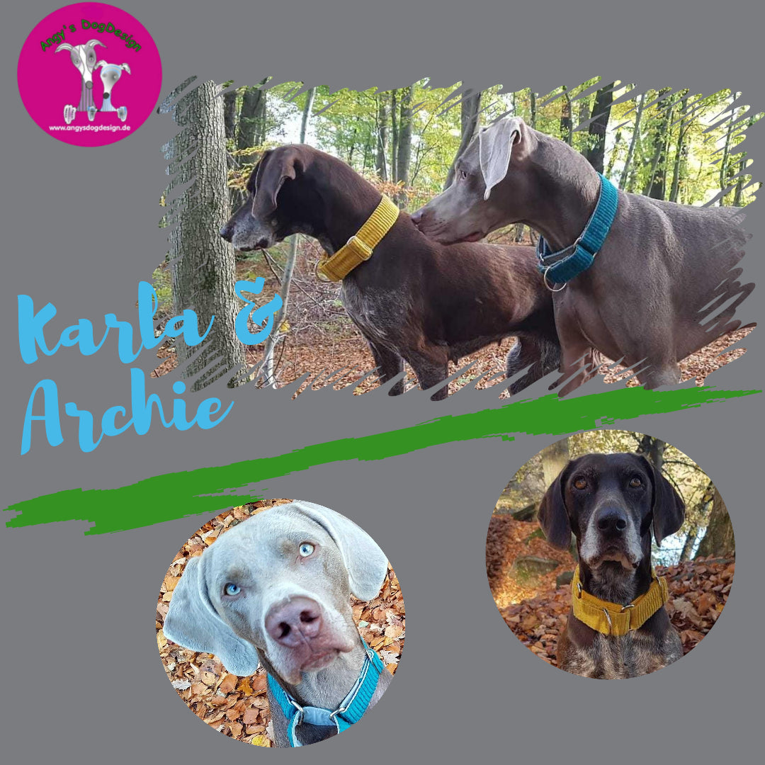 Hundehalsband Lederhalsband Paracord Zugstopp-Halsband Martingale Hundeleine Leine Lederleine Fettlederleine breites Halsband Klickverschluss Rollschnalle Ersatzbezug Flocke Hundebett Cosybed Hyggebed Donut Hundebett Flocke hundeschlafsack Hundedecke Hund Hunde Windhund luxus elegant exklusiv bequem handmade in Deutschland NRW gepolstert Softshell Brokat Dackel Dalmatiner Rhodesian Ridgeback Vizla Podenco Galgo Jagdhund Terrier Bulldogge OEB Frenchie Saluki Barsoi Labrador Cocker biothane cord