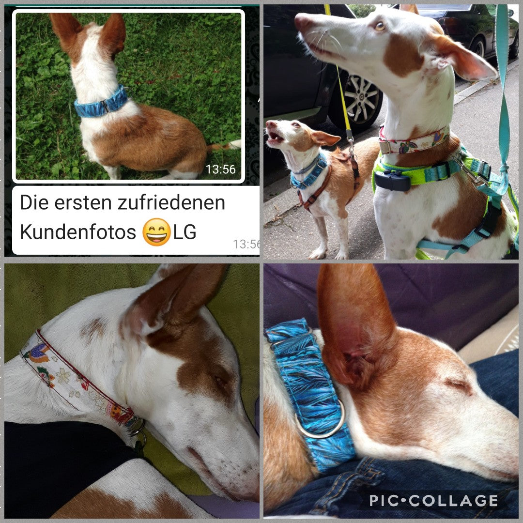 Hundehalsband Lederhalsband Paracord Zugstopp-Halsband Martingale Hundeleine Leine Lederleine Fettlederleine breites Halsband Klickverschluss Rollschnalle Ersatzbezug Flocke Hundebett Cosybed Hyggebed Donut Hundebett Flocke hundeschlafsack Hundedecke Hund Hunde Windhund luxus elegant exklusiv bequem handmade in Deutschland NRW gepolstert Softshell Brokat Dackel Dalmatiner Rhodesian Ridgeback Vizla Podenco Galgo Jagdhund Terrier Bulldogge OEB Frenchie Saluki Barsoi Labrador Cocker Spaniel Blümchen