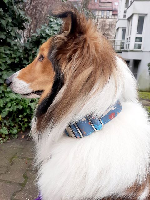 Hundehalsband Lederhalsband Paracord Zugstopp-Halsband Martingale Hundeleine Leine Lederleine Fettlederleine breites Halsband Klickverschluss Rollschnalle Ersatzbezug Flocke Hundebett Cosybed Hyggebed Donut Hundebett Flocke hundeschlafsack Hundedecke Hund Hunde Windhund luxus elegant exklusiv bequem handmade in Deutschland NRW gepolstert Softshell Brokat Dackel Dalmatiner Rhodesian Ridgeback Vizla Podenco Galgo Jagdhund Terrier Bulldogge OEB Frenchie Saluki Barsoi Labrador Cocker biothane windhundhalsband