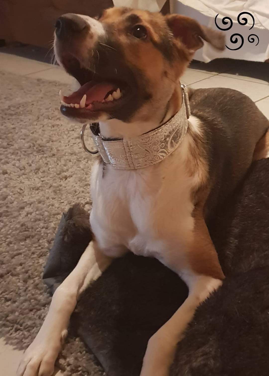 Hundehalsband "City-Glitzer" - Martingale- Zugstopp in verschiedenen Farben