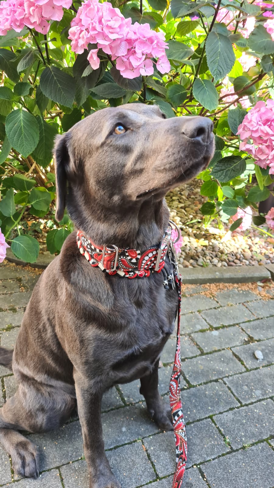 Hundehalsband "City-Paisley" - Martingale- Zugstopp in verschiedenen Farben