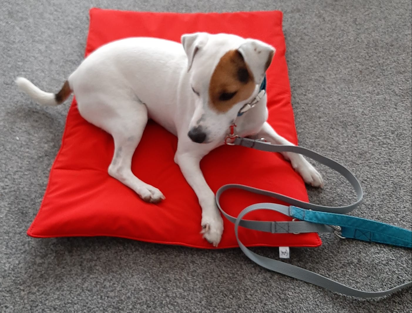Ersatzbezug Hundebettbezug Flocke Cosybed Higgybed Donut Hundebett Hund Hunde Dog Cord Fellimitat Softshell edel schnell luxus deutschland handgefertigt handmade kleinunternehmen startup inkontinenzschutz hundeaccessoires hundeshop Hundebett hundedecke hundemesse waschbar zooplusflocke Bezug hundedonut madeingermany hyggebed welovedogs wolke wohnaccessoires elegant bequem nrw wellen kombiniert langhaar exclusiv exklusiv hundedecke kuschelsack softshell