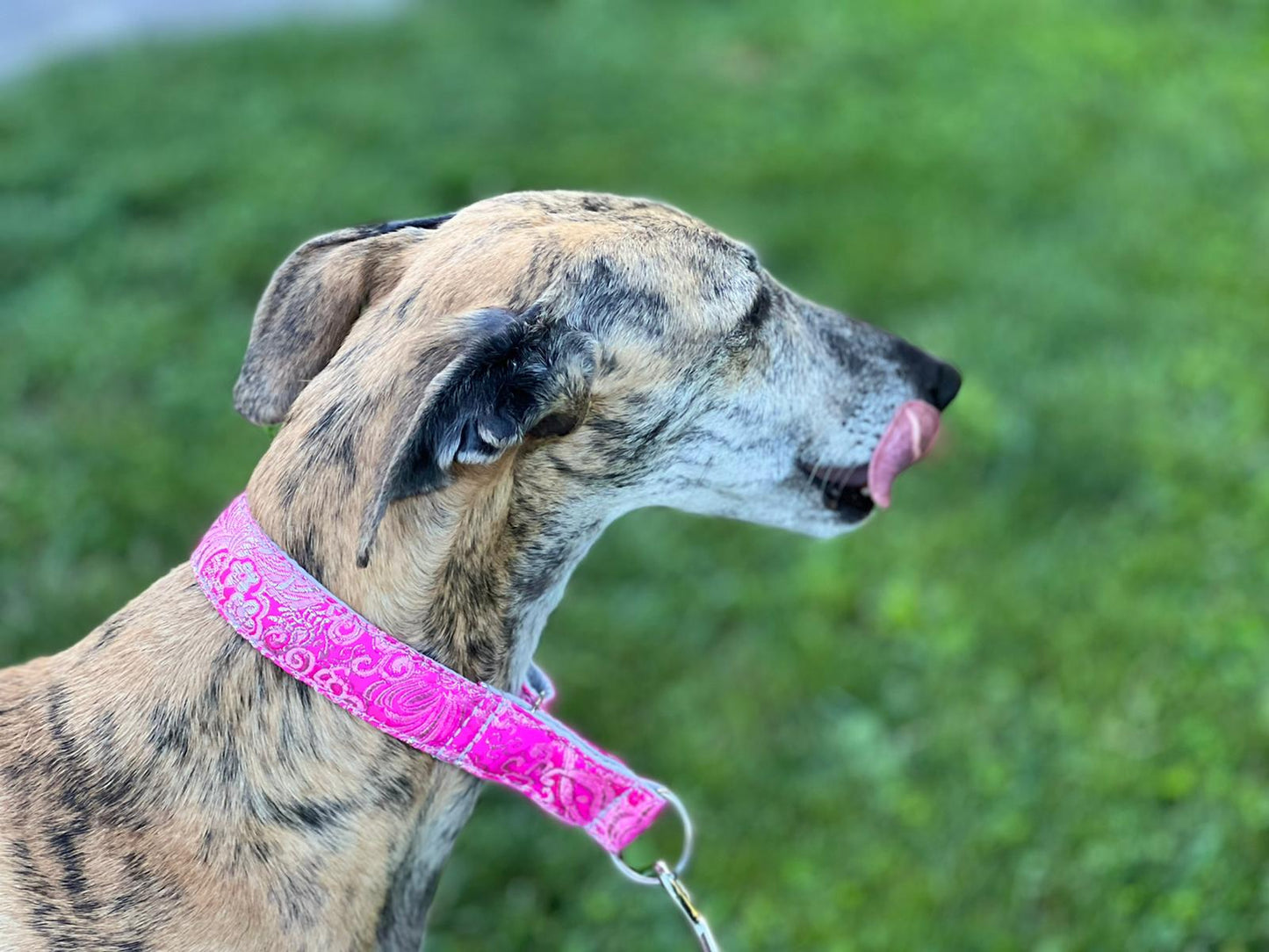 Hundehalsband "City-Glitzer" - Martingale- Zugstopp in verschiedenen Farben