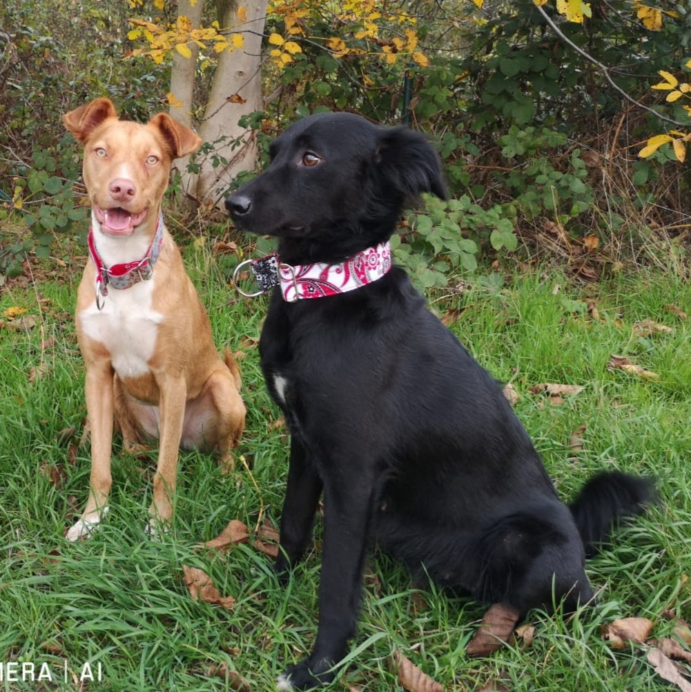 Hundehalsband "City-Paisley" - Martingale- Zugstopp in verschiedenen Farben
