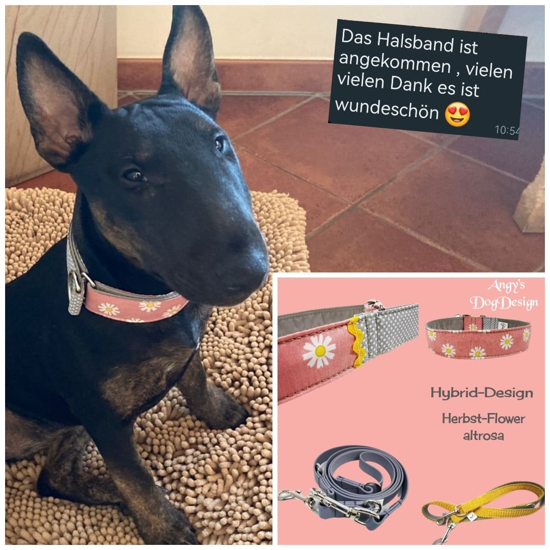 Hundehalsband Lederhalsband Paracord Zugstopp-Halsband Martingale Hundeleine Leine Lederleine Fettlederleine breites Halsband Klickverschluss Rollschnalle Ersatzbezug Flocke Hundebett Cosybed Hyggebed Donut Hundebett Flocke hundeschlafsack Hundedecke Hund Hunde Windhund luxus elegant exklusiv bequem handmade in Deutschland NRW gepolstert Softshell Brokat Dackel Dalmatiner Rhodesian Ridgeback Vizla Podenco Galgo Jagdhund Terrier Bulldogge OEB Frenchie Saluki Barsoi Labrador Cocker Spaniel Blümchen