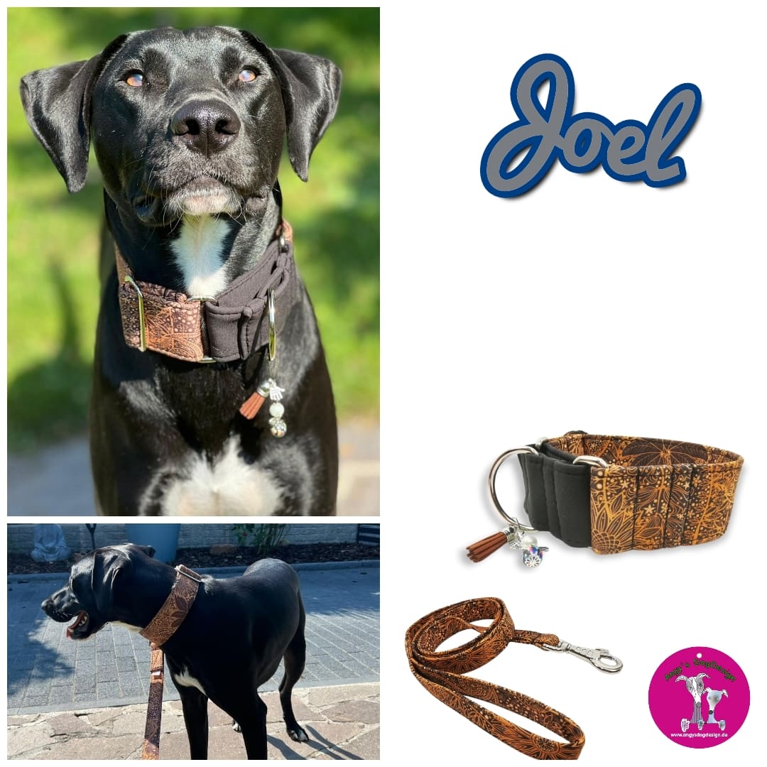 Hundehalsband "Softshell" - Martingale- Zugstopp in verschiedenen Farben