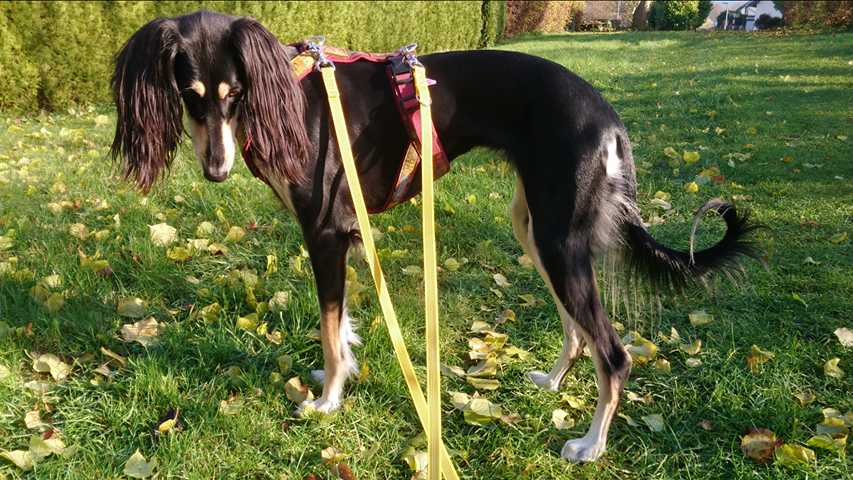 Hundehalsband Lederhalsband Paracord Zugstopp-Halsband Martingale Hundeleine Leine Lederleine Fettlederleine breites Halsband Klickverschluss Rollschnalle Ersatzbezug Flocke Hundebett Cosybed Hyggebed Donut Hundebett Flocke hundeschlafsack Hundedecke Hund Hunde Windhund luxus elegant exklusiv bequem handmade in Deutschland NRW gepolstert Softshell Brokat Dackel Dalmatiner Rhodesian Ridgeback Vizla Podenco Galgo Jagdhund Terrier Bulldogge OEB Frenchie Saluki Barsoi Labrador Cocker biothane schleppleine