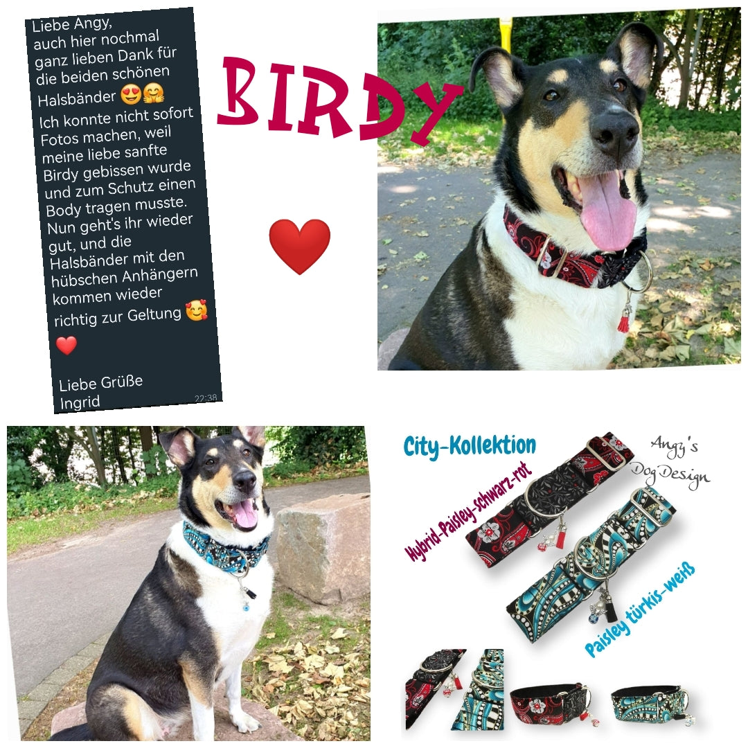 Hundehalsband Lederhalsband Paracord Zugstopp-Halsband Martingale Hundeleine Leine Lederleine Fettlederleine breites Halsband Klickverschluss Rollschnalle Ersatzbezug Flocke Hundebett Cosybed Hyggebed Donut Hundebett Flocke hundeschlafsack Hundedecke Hund Hunde Windhund luxus elegant exklusiv bequem handmade in Deutschland NRW gepolstert Softshell Brokat Dackel Dalmatiner Rhodesian Ridgeback Vizla Podenco Galgo Jagdhund Terrier Bulldogge OEB Frenchie Saluki Barsoi Labrador Cocker biothane hybrid
