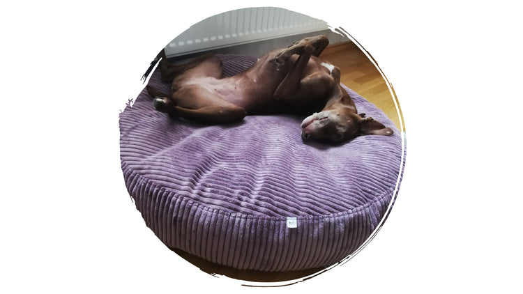 Ersatzbezug Flocke Hundebettbezug Hundebett Cosybed Higgybed Wolke Hund Kunstfell Kunstpelz Fellimitat Softshell Cord
