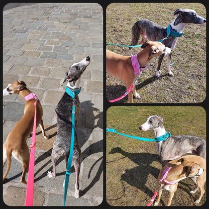 Hundehalsband Lederhalsband Paracord Zugstopp-Halsband Martingale Hundeleine Leine Lederleine Fettlederleine breites Halsband Klickverschluss Rollschnalle Ersatzbezug Flocke Hundebett Cosybed Hyggebed Donut Hundebett Flocke hundeschlafsack Hundedecke Hund Hunde Windhund luxus elegant exklusiv bequem handmade in Deutschland NRW gepolstert Softshell Brokat Dackel Dalmatiner Rhodesian Ridgeback Vizla Podenco Galgo Jagdhund Terrier Bulldogge OEB Frenchie Saluki Barsoi Labrador Cocker Spaniel glitzer Kundenfoto