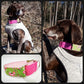 Hundehalsband Lederhalsband Paracord Zugstopp-Halsband Martingale Hundeleine Leine Lederleine Fettlederleine breites Halsband Klickverschluss Rollschnalle Ersatzbezug Flocke Hundebett Cosybed Hyggebed Donut Hundebett Flocke hundeschlafsack Hundedecke Hund Hunde Windhund luxus elegant exklusiv bequem handmade in Deutschland NRW gepolstert Softshell Brokat Dackel Dalmatiner Rhodesian Ridgeback Vizla Podenco Galgo Jagdhund Terrier Bulldogge OEB Frenchie Saluki Barsoi Labrador Cocker biothane hybrid