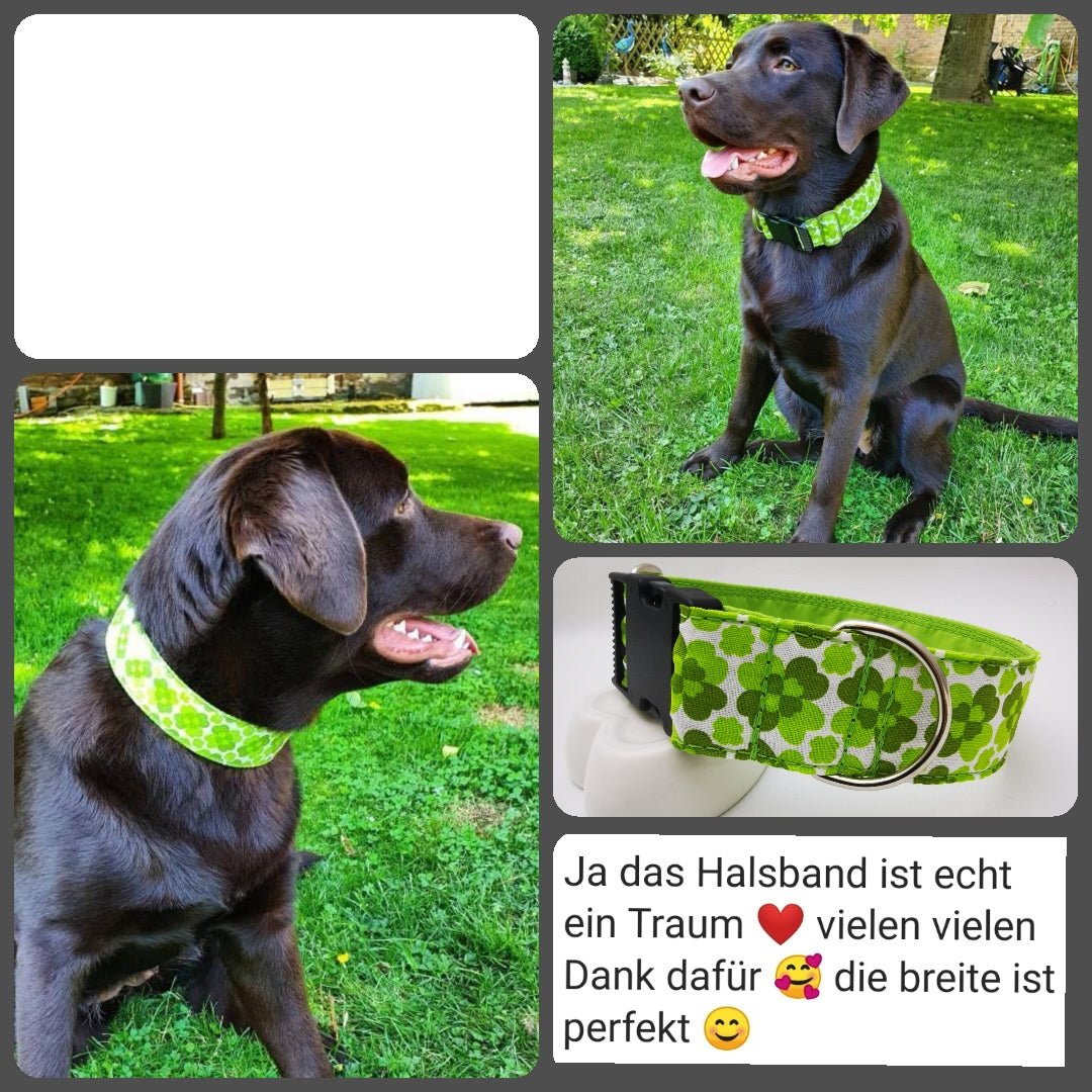 Hundehalsband "City-Multi" mit Klick in verschiedenen Farben