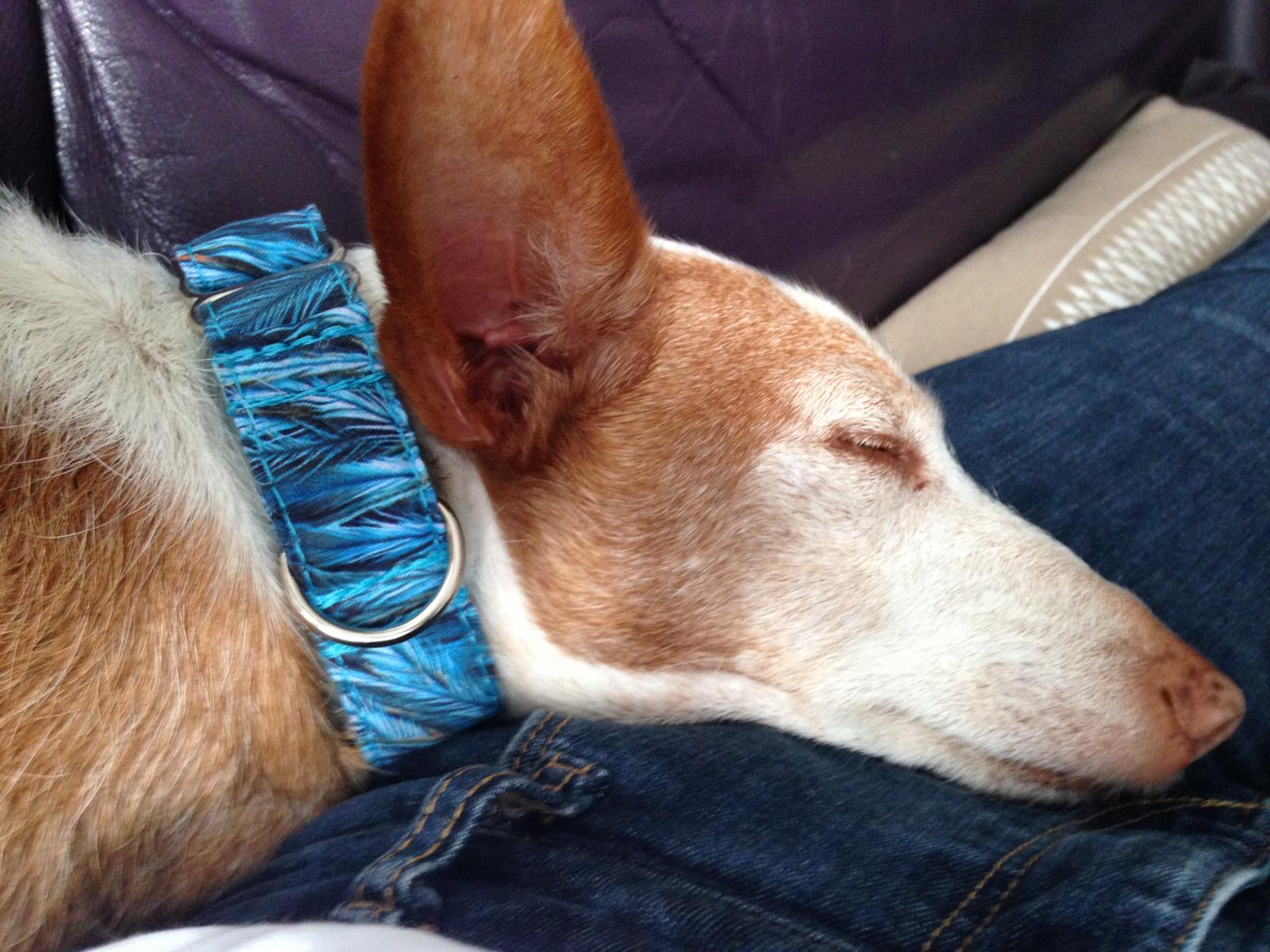 Hundehalsband Lederhalsband Paracord Zugstopp-Halsband Martingale Hundeleine Leine Lederleine Fettlederleine breites Halsband Klickverschluss Rollschnalle Ersatzbezug Flocke Hundebett Cosybed Hyggebed Donut Hundebett Flocke hundeschlafsack Hundedecke Hund Hunde Windhund luxus elegant exklusiv bequem handmade in Deutschland NRW gepolstert Softshell Brokat Dackel Dalmatiner Rhodesian Ridgeback Vizla Podenco Galgo Jagdhund Terrier Bulldogge OEB Frenchie Saluki Barsoi Labrador Cocker Spaniel Federn türkis