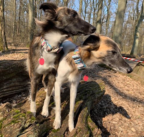 Hundehalsband Lederhalsband Paracord Zugstopp-Halsband Martingale Hundeleine Leine Lederleine Fettlederleine breites Halsband Klickverschluss Rollschnalle Ersatzbezug Flocke Hundebett Cosybed Hyggebed Donut Hundebett Flocke hundeschlafsack Hundedecke Hund Hunde Windhund luxus elegant exklusiv bequem handmade in Deutschland NRW gepolstert Softshell Brokat Dackel Dalmatiner Rhodesian Ridgeback Vizla Podenco Galgo Jagdhund Terrier Bulldogge OEB Frenchie Saluki Barsoi Labrador Cocker  gestreift Silkenwindspirit
