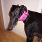Hundehalsband "City-Glitzer" - Martingale- Zugstopp in verschiedenen Farben