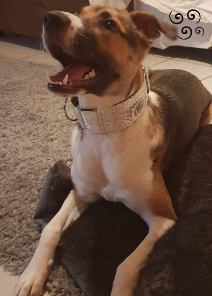 Hundehalsband Lederhalsband Paracord Zugstopp-Halsband Martingale Hundeleine Leine Lederleine Fettlederleine breites Halsband Klickverschluss Rollschnalle Ersatzbezug Flocke Hundebett Cosybed Hyggebed Donut Hundebett Flocke hundeschlafsack Hundedecke Hund Hunde Windhund luxus elegant exklusiv bequem handmade in Deutschland NRW gepolstert Softshell Brokat Dackel Dalmatiner Rhodesian Ridgeback Vizla Podenco Galgo Jagdhund Terrier Bulldogge OEB Frenchie Saluki Barsoi Labrador Cocker Spaniel glitzer Kundenfoto