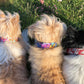 Hundehalsband "Softshell" - Martingale- Zugstopp in verschiedenen Farben