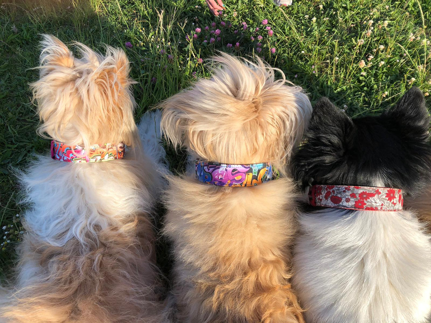 Hundehalsband "Softshell" - Martingale- Zugstopp in verschiedenen Farben
