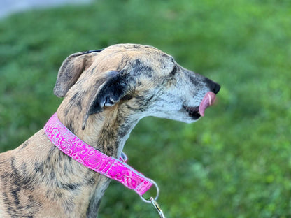 Hundehalsband Lederhalsband Paracord Zugstopp-Halsband Martingale Hundeleine Leine Lederleine Fettlederleine breites Halsband Klickverschluss Rollschnalle Ersatzbezug Flocke Hundebett Cosybed Hyggebed Donut Hundebett Flocke hundeschlafsack Hundedecke Hund Hunde Windhund luxus elegant exklusiv bequem handmade in Deutschland NRW gepolstert Softshell Brokat Dackel Dalmatiner Rhodesian Ridgeback Vizla Podenco Galgo Jagdhund Terrier Bulldogge OEB Frenchie Saluki Barsoi Labrador Cocker Spaniel glitzer Kundenfoto