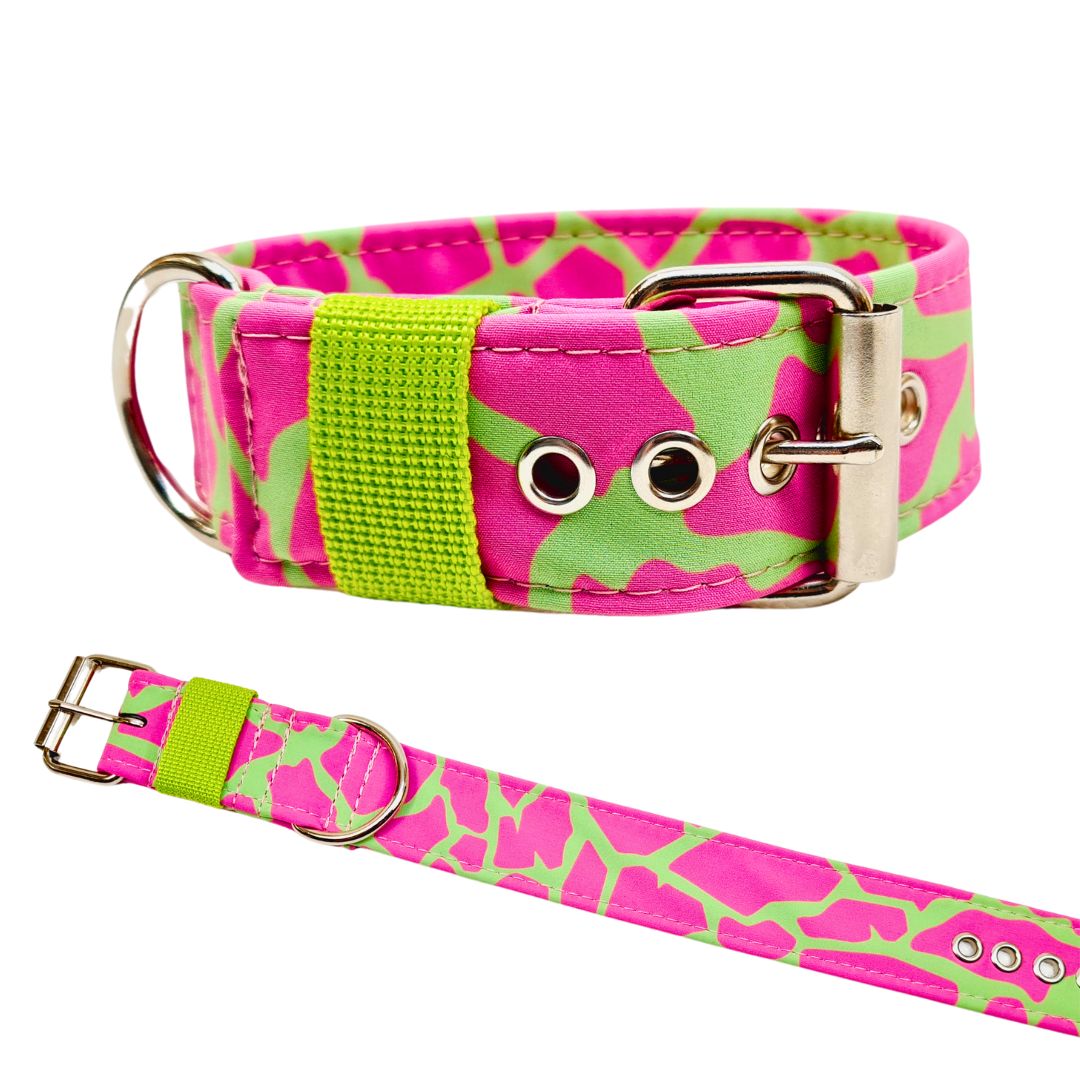 Hundehalsband Halsband Hund Hunde breites Halsband bunt Leo multi neon Schnalle Klickverschluss Martingale Zugstopp Paracord Tauhalsband Lederhalsband Dog collar Hundeaccessoires Hundetraining Hundezeug Hundeladen Onlineshop Hundeleine Leine leash Tauleine Fettleder Lederleine lang verstellbar stufenlos softshell outdoor cord canvas wasserabweisend 