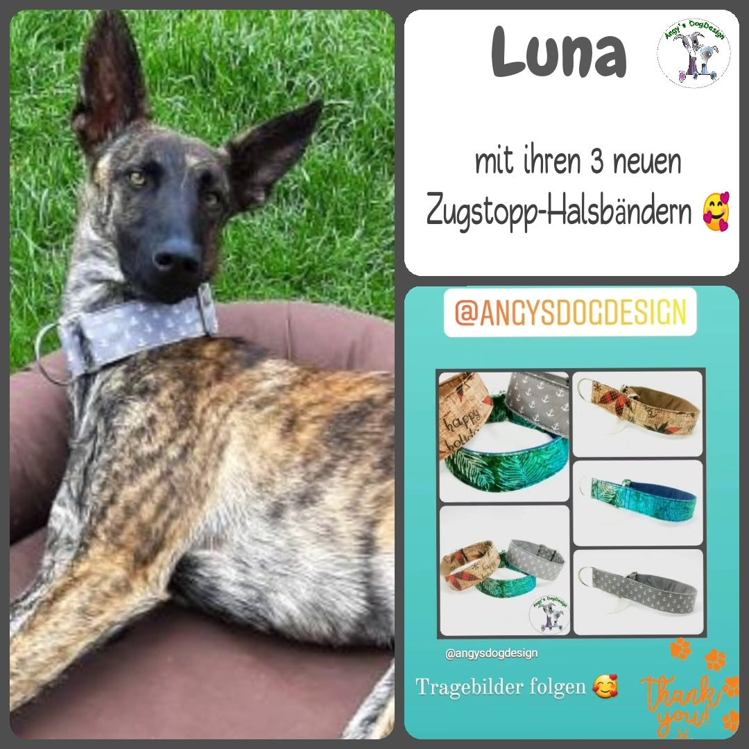 Hundehalsband Lederhalsband Paracord Zugstopp-Halsband Martingale Hundeleine Leine Lederleine Fettlederleine breites Halsband Klickverschluss Rollschnalle Ersatzbezug Flocke Hundebett Cosybed Hyggebed Donut Hundebett Flocke hundeschlafsack Hundedecke Hund Hunde Windhund luxus elegant exklusiv bequem handmade in Deutschland NRW gepolstert Softshell Brokat Dackel Dalmatiner Rhodesian Ridgeback Vizla Podenco Galgo Jagdhund Terrier Bulldogge OEB Frenchie Saluki Barsoi Labrador Cocker Spaniel Kirschblüte