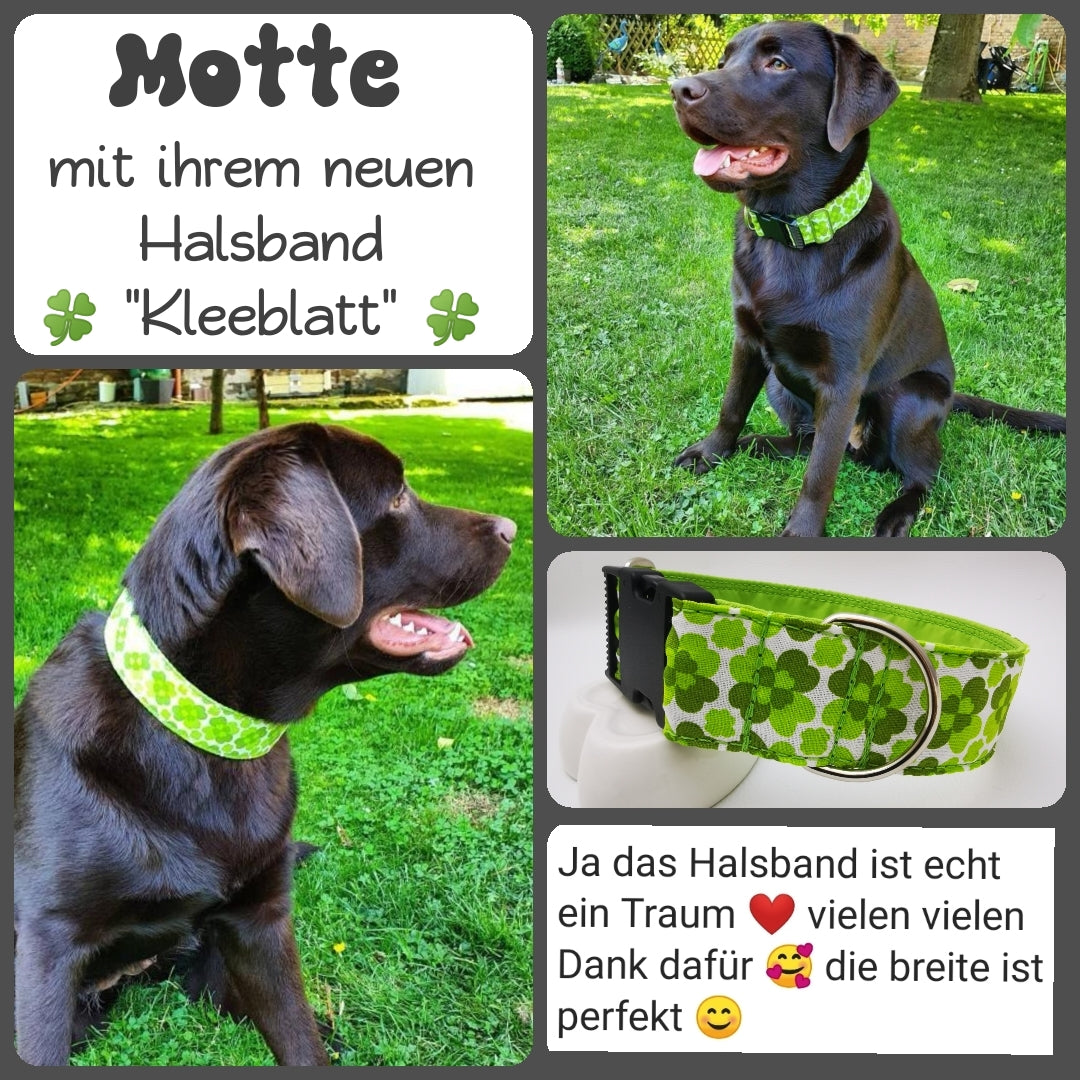 Hundehalsband Lederhalsband Paracord Zugstopp-Halsband Martingale Hundeleine Leine Lederleine Fettlederleine breites Halsband Klickverschluss Rollschnalle Ersatzbezug Flocke Hundebett Cosybed Hyggebed Donut Hundebett Flocke hundeschlafsack Hundedecke Hund Hunde Windhund luxus elegant exklusiv bequem handmade in Deutschland NRW gepolstert Softshell Brokat Dackel Dalmatiner Rhodesian Ridgeback Vizla Podenco Galgo Jagdhund Terrier Bulldogge OEB Frenchie Saluki Barsoi Labrador Cocker Kleeblatt Kundenfoto
