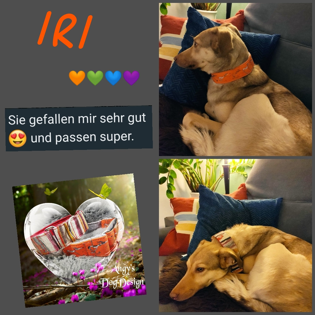 Hundehalsband "City-Multi" - Martingale- Zugstopp in verschiedenen Farben